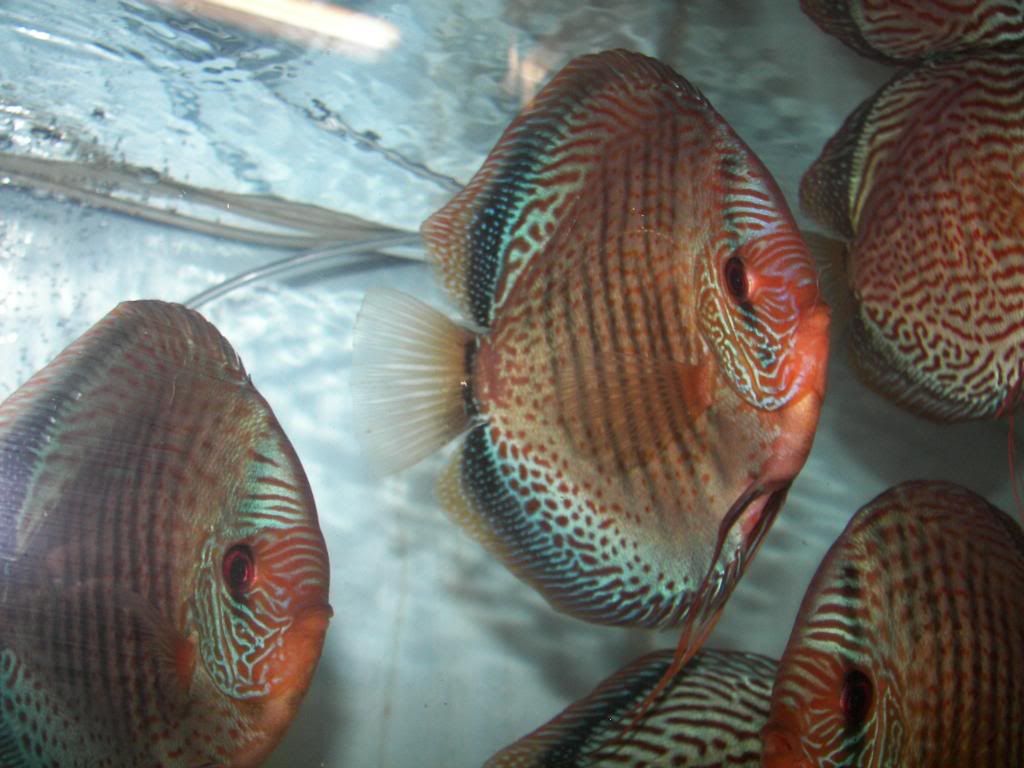 diskus stendker tefe